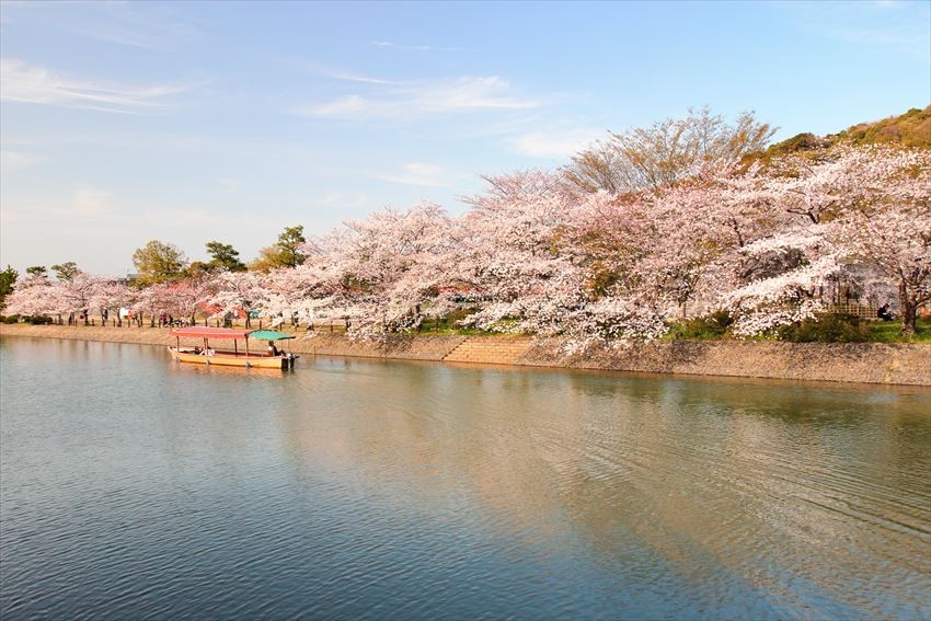 The Collaboration Between Beautiful Cherry Blossom and Ho-o-do in Spring at Uji