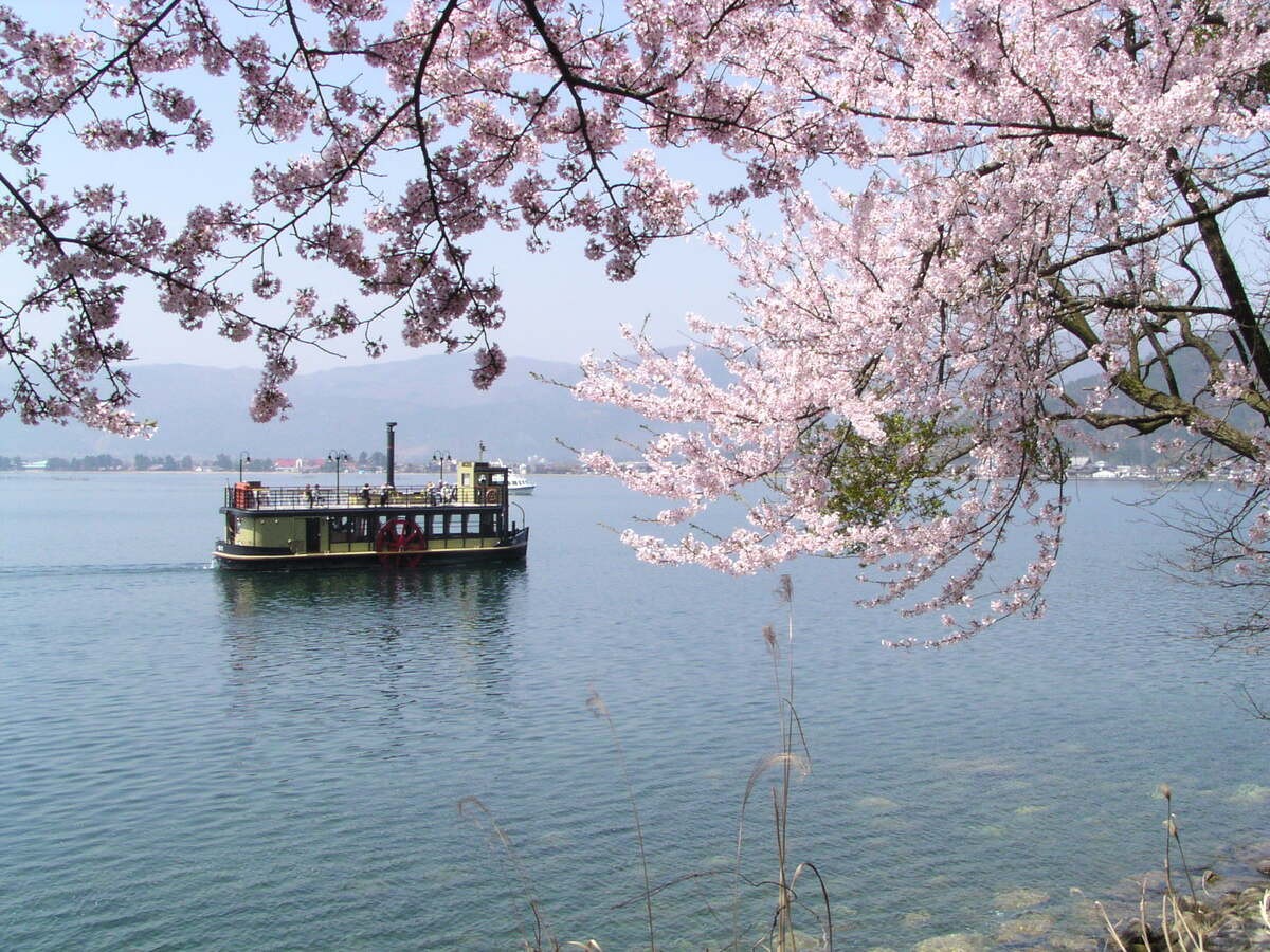 滋賀県 海津大崎の桜