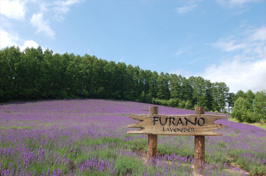 Discovering the Beauty of Furano, Hokkaido 