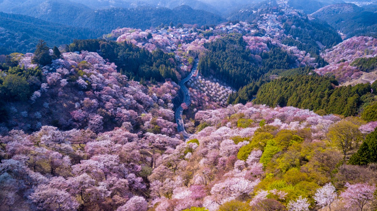 櫻花、紅葉等吉野山自然美景