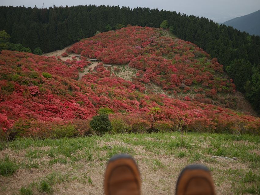 杜鵑花開紅遍奈良「葛城高原」
