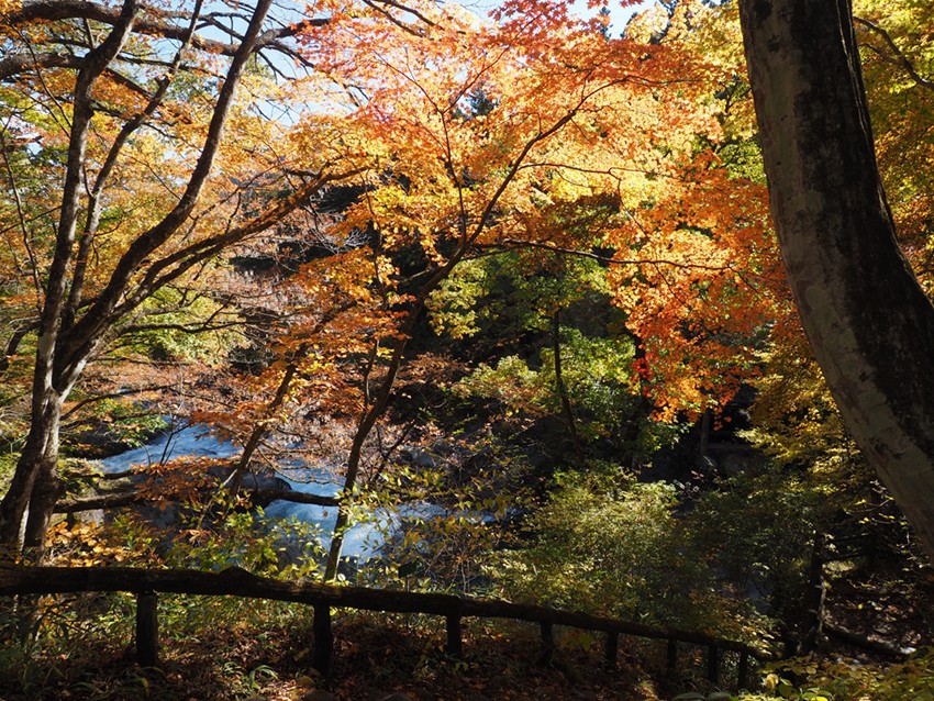 Highlights of Nikko Botanical Garden