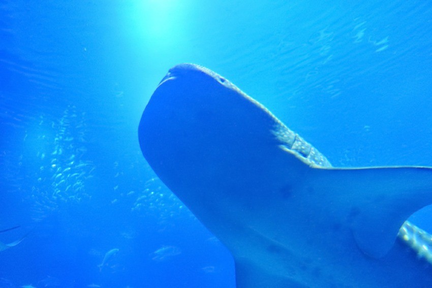 心動景點②超大型水族館「海遊館」令你有如置身於在海底世界一樣！