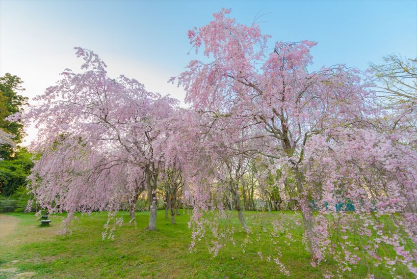 仙台地區最多櫻花盛開的「三神峯公園」