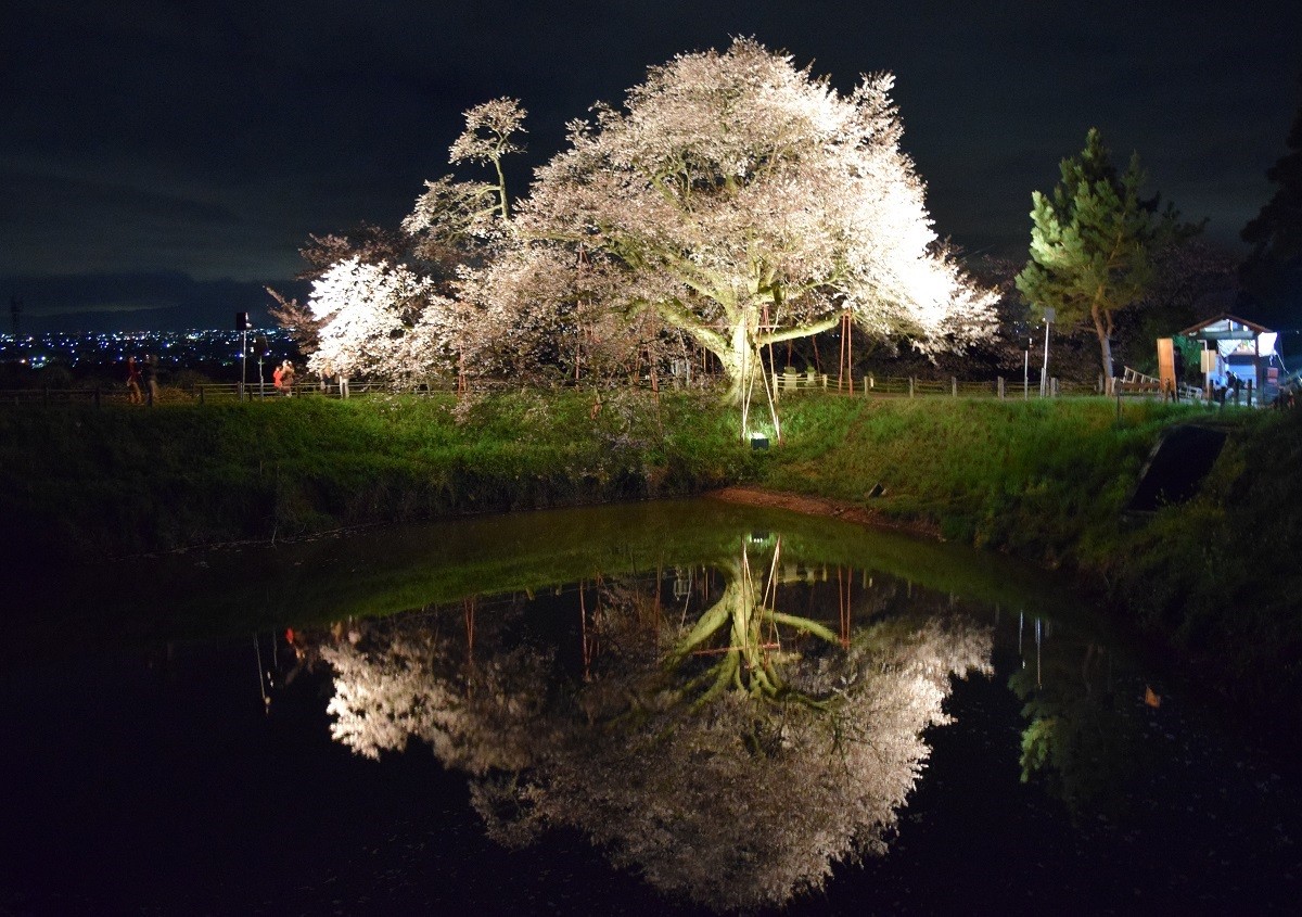 สถานที่ชมดอกซากุระขึ้นชื่อแห่งฟุกุโอกะ แห่งที่ 3: ซากุระต้นเดียวแห่งอาซาอิ