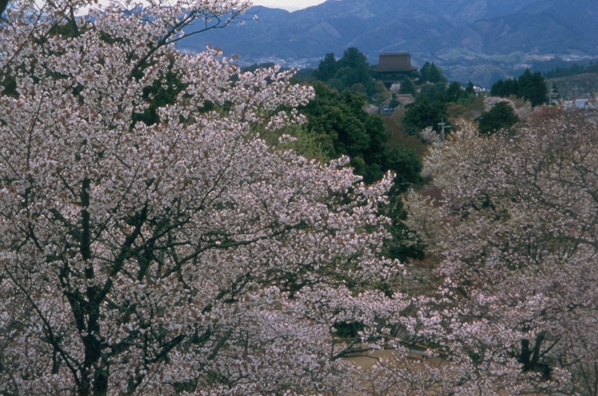 Làm thế nào để đi đến núi Yoshino, tỉnh Nara?