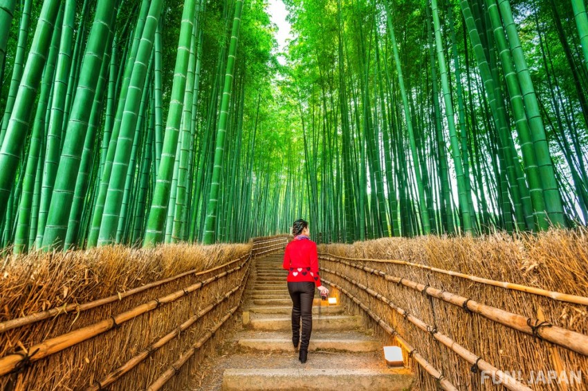 Traversing the Arashiyama Bamboo Forest