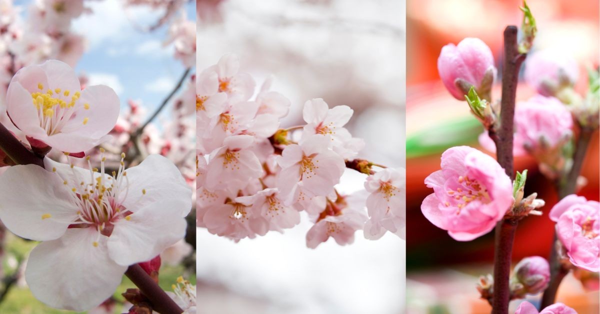 ここに注目！梅・桜・桃の見分け方