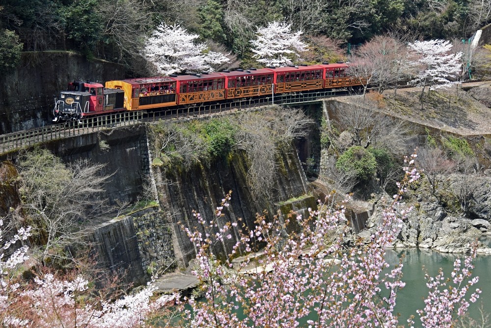 ซากุระแห่งซากาโนะและช่องเขาโฮสึ รถซากุระจากรถรางสาย Heritage