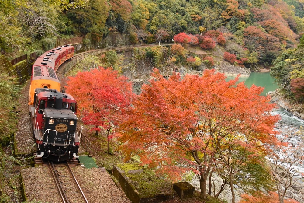 京都秋天風物詩，搭乘嵯峨野觀光小火車欣賞保津峽楓葉絕景。