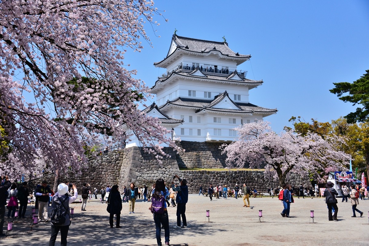 「小田原城ｘ櫻花」美景已納入口袋名單？箱根旅行時順路走一趟吧！