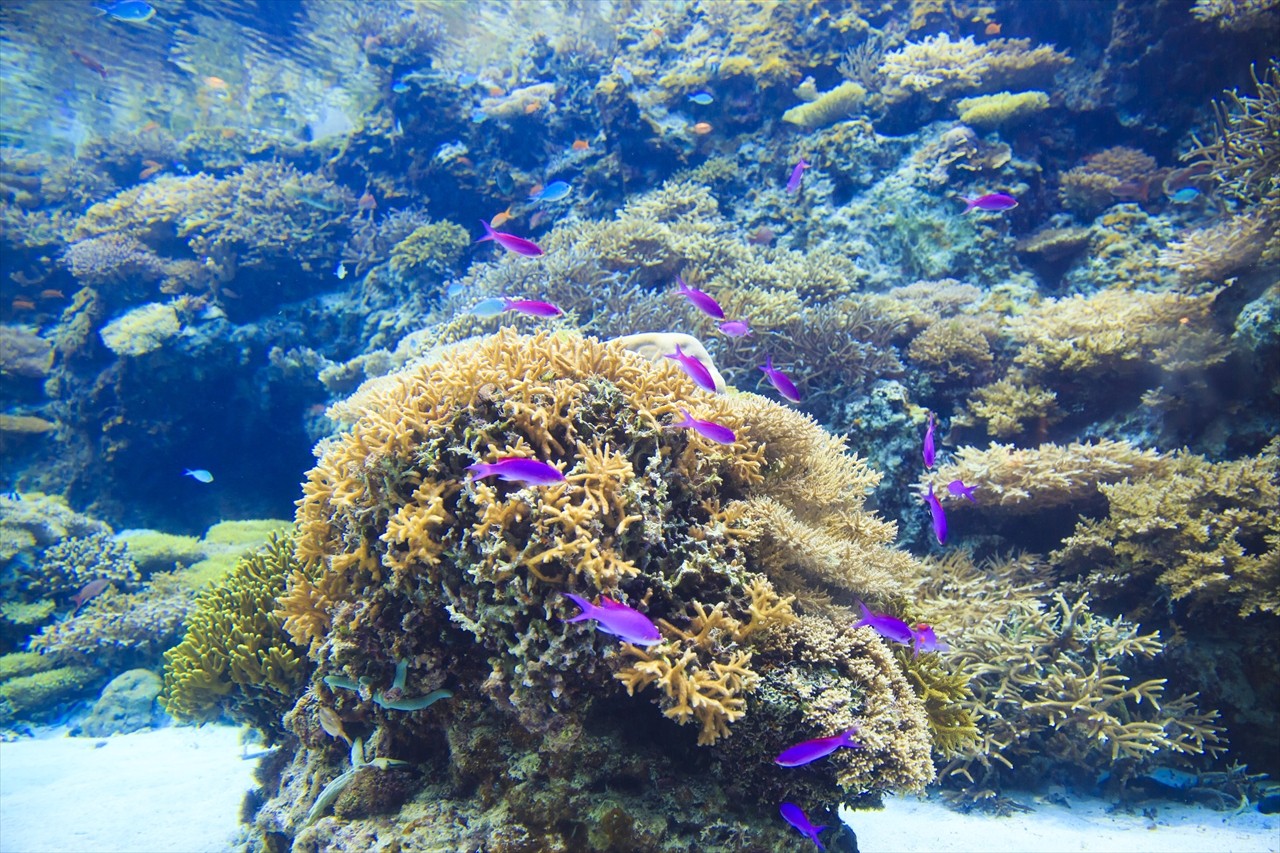 看點1：從「3樓」開始！觀察、觸摸珊瑚礁周遭的生物