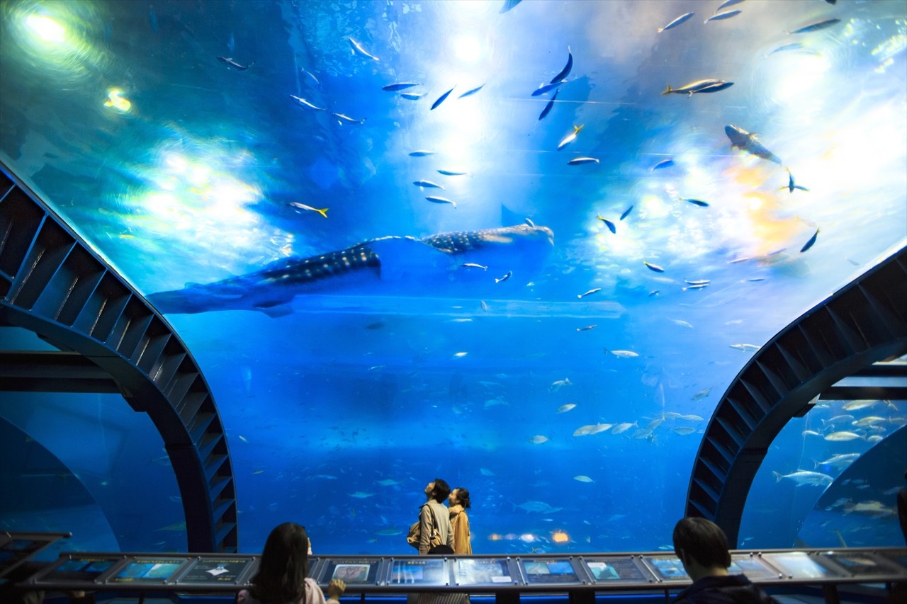 Guide to Wonderful Okinawa Churaumi Aquarium