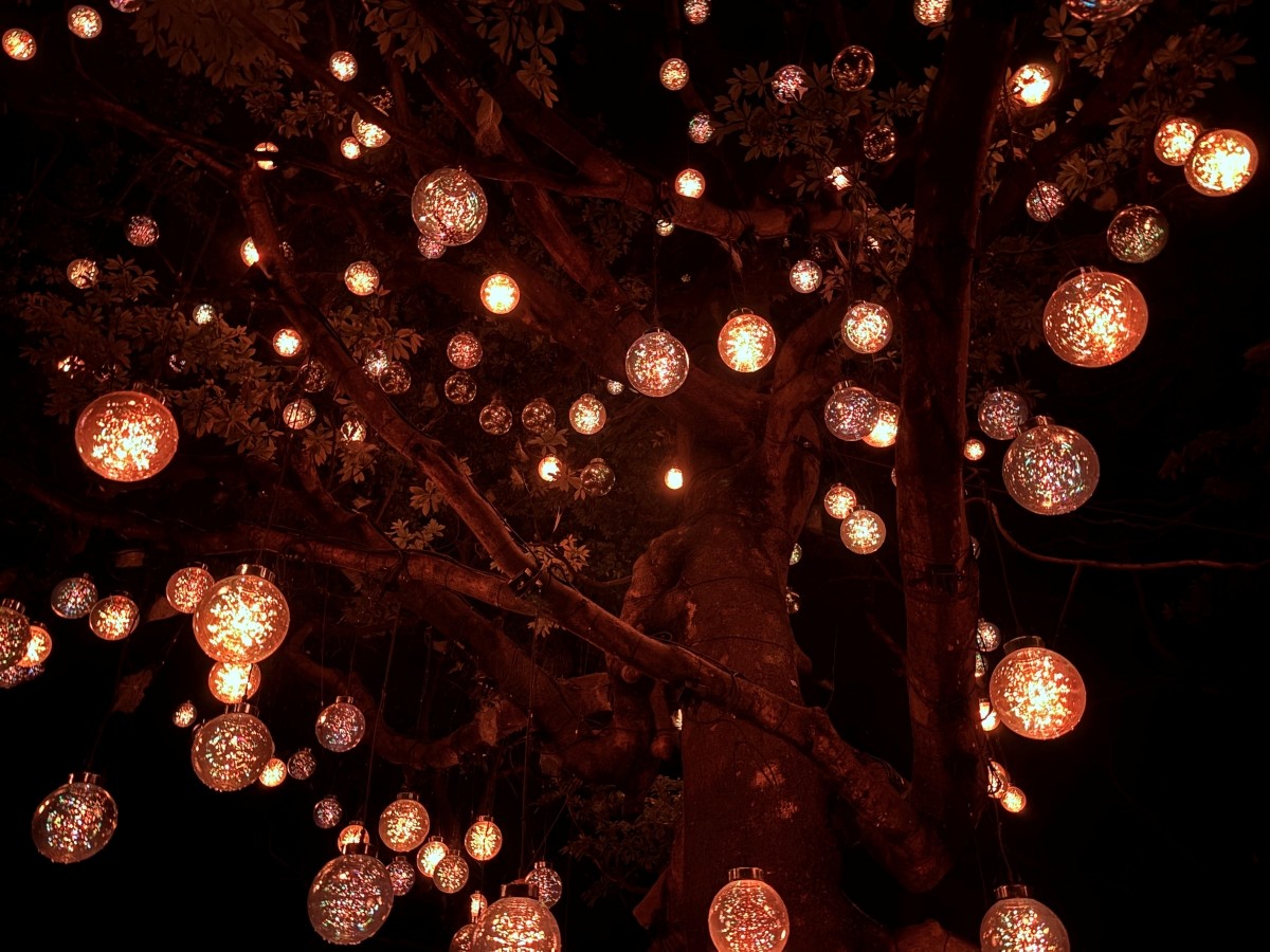 タブノキに宿る呼応する宇宙 / Resonating Universe in the Tabunoki Tree