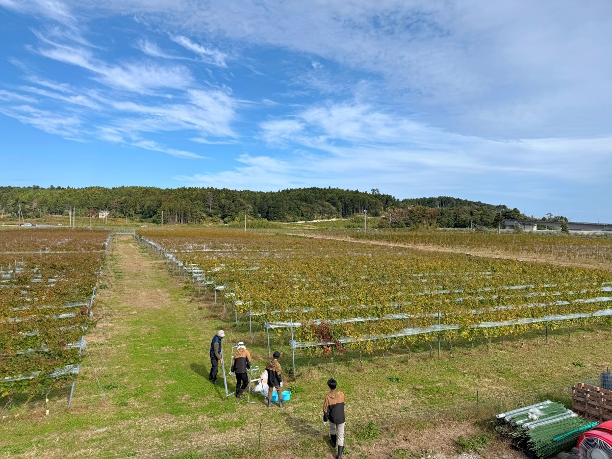 Tomioka Winery Vineyard November 2025