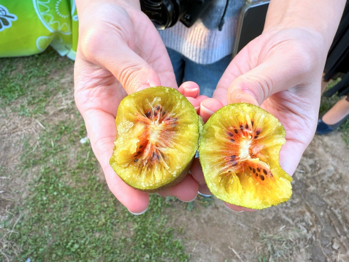 Okuma Town, Fukushima Prefecture Kiwi no Kuni Benihime November 2025