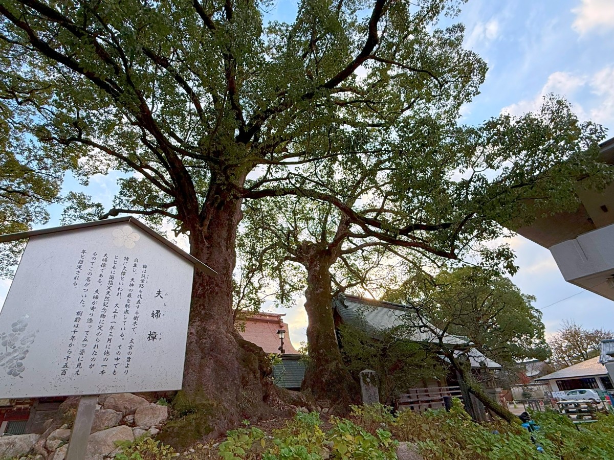 夫婦樟 太宰府天滿宮
