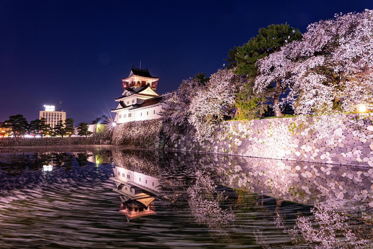 Công viên di tích lâu đài Toyama Hoa anh đào