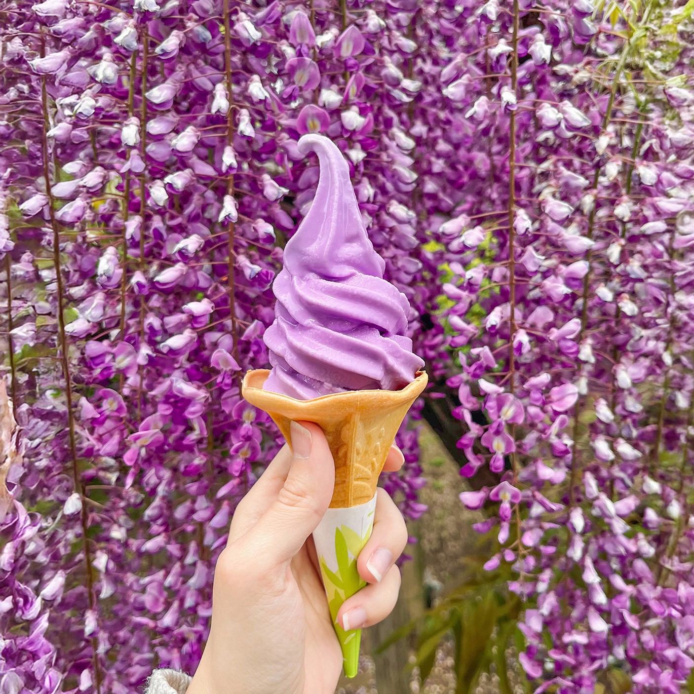 Wisteria Soft Serve Tochigi Ashikaga Flower Park
