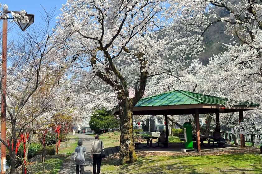 Toyama Công viên Kỷ niệm Nước Sông Shō hoa anh đào