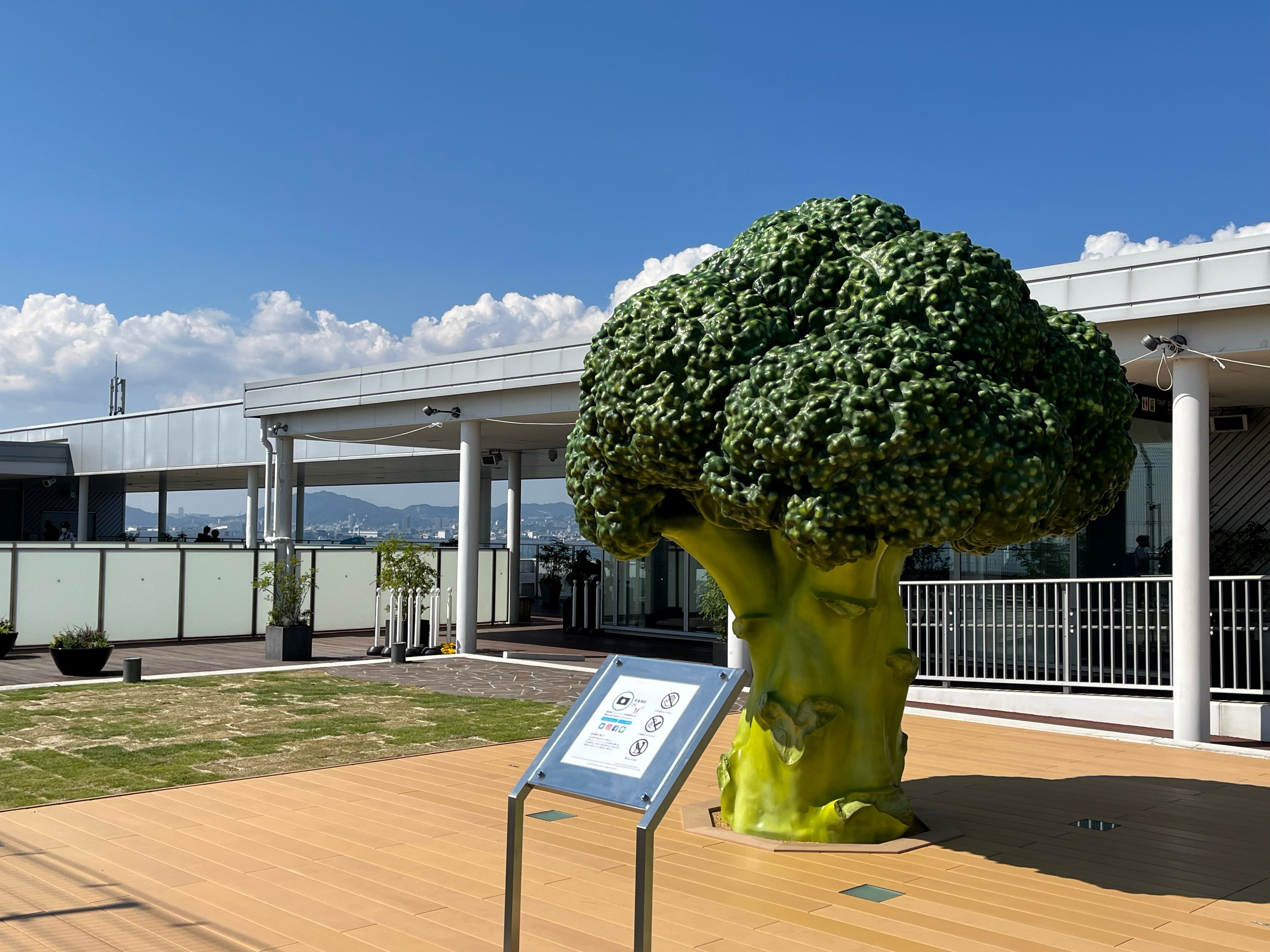 神戶機場 綠花椰菜