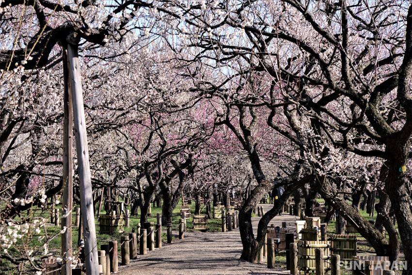 When is the Best Time to See the Plum Blossoms in Mito, Ibaraki?