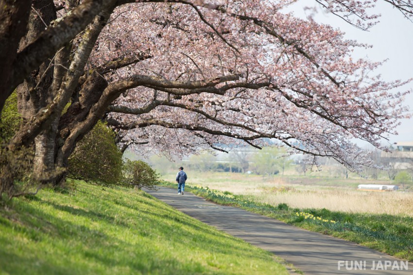 Where is the Famous Cherry Blossom Spot in Japan? Kitakami in Iwate!