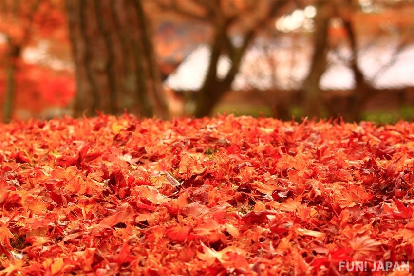 Kyoto’s autumn leaves covered in red