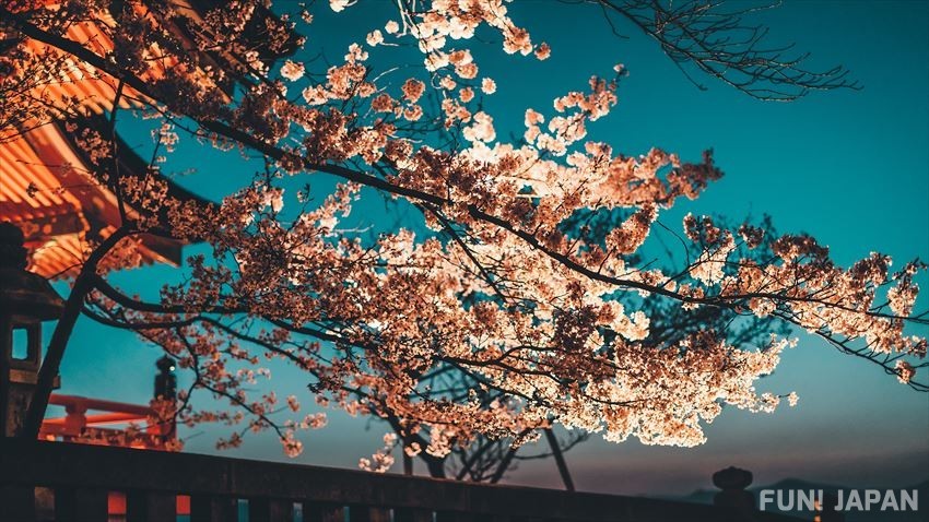 Hướng dẫn ngắm hoa anh đào tại Kyoto