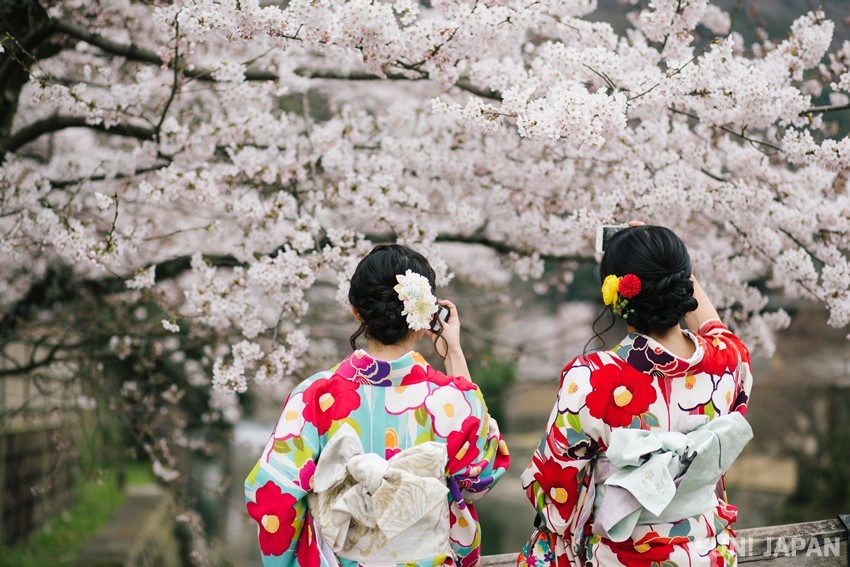 Cherry blossom Festival in Kyoto
