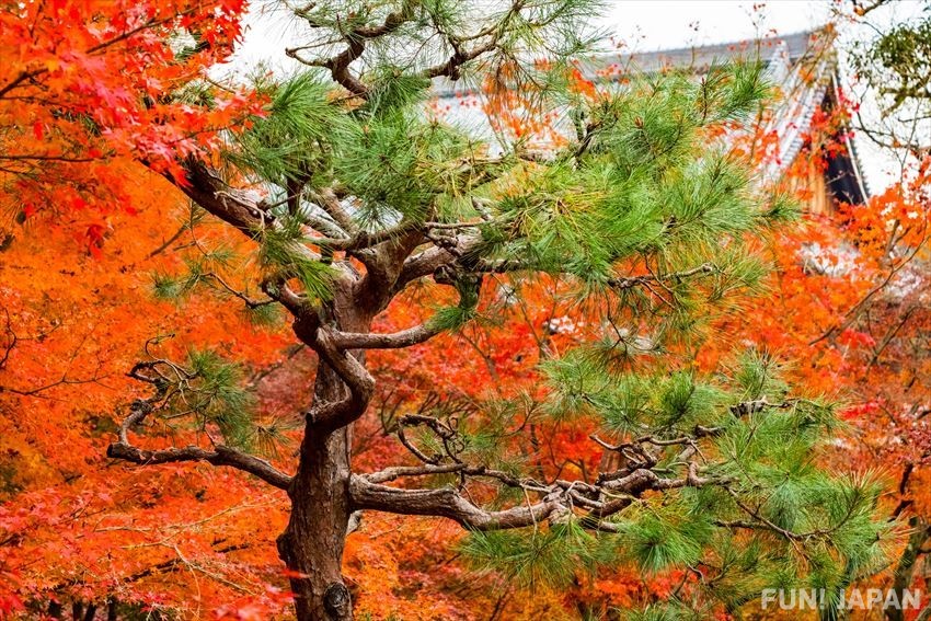 京都之中被隱藏嘅瑰寶 三千院門跡