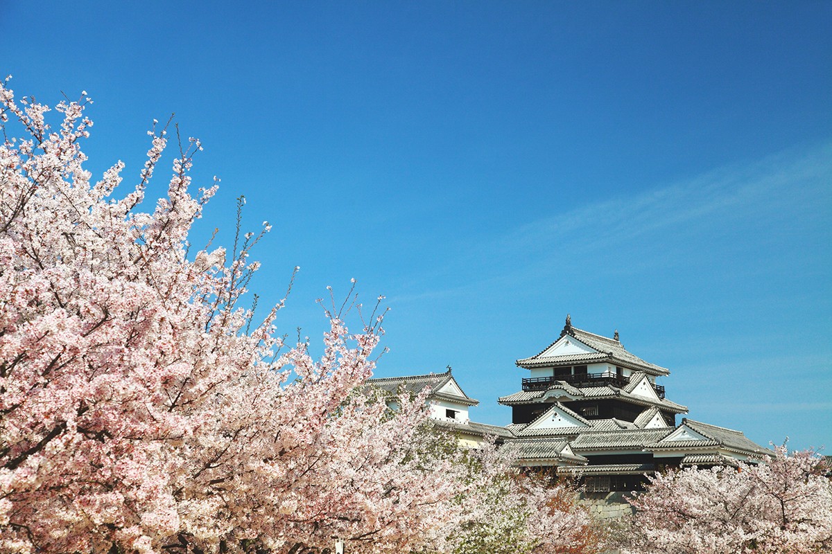 Cherry blossoms at Matsuyama Castle Photo courtesy of Matsuyama City