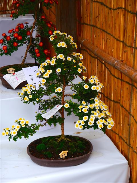 20141211-09-02-Chrysanthemum-kiku-bonsai