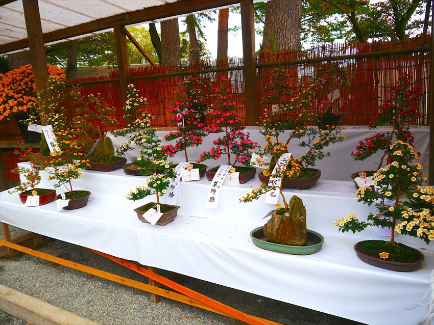 20141211-09-04-Chrysanthemum-kiku-bonsai