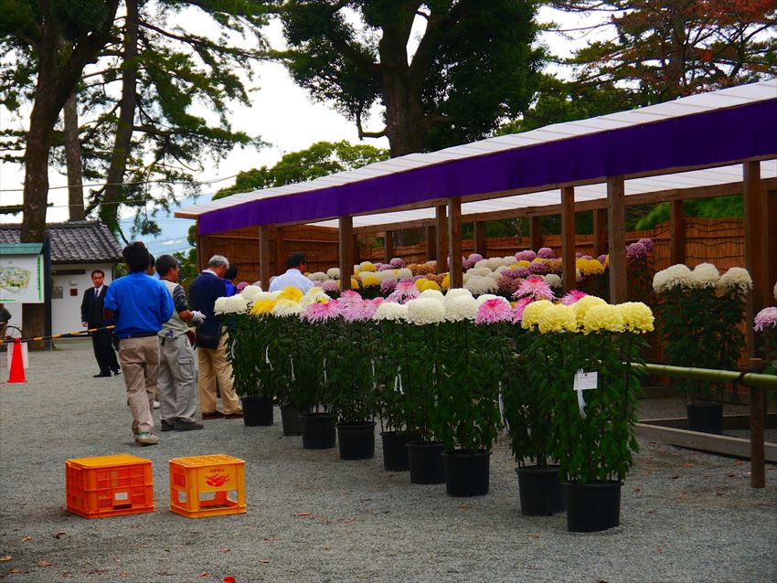20141211-09-06-Chrysanthemum-kiku-bonsai