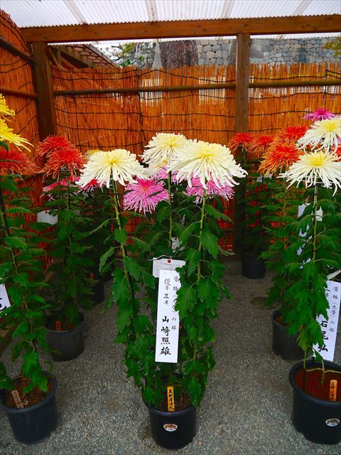20141211-09-09-Chrysanthemum-kiku-bonsai