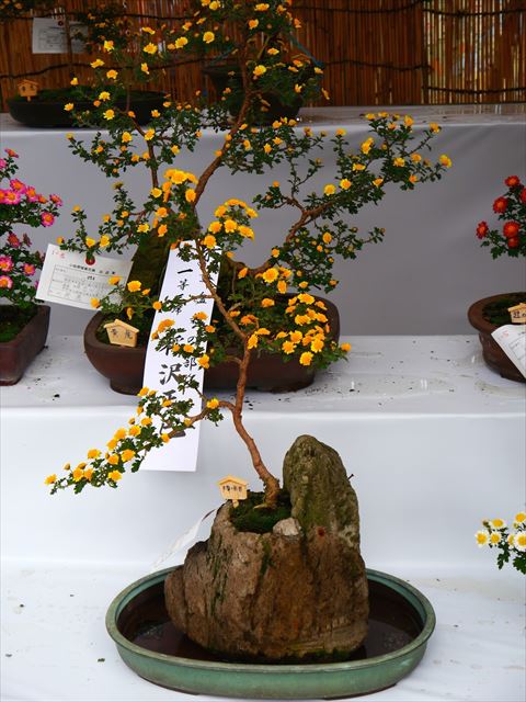 20141211-09-10-Chrysanthemum-kiku-bonsai