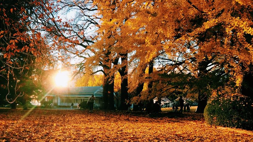 20141222-09-03-shinjukugyoen-imperialpark-leaves