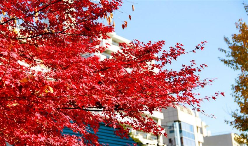 20141222-09-05-shinjukugyoen-imperialpark-leaves