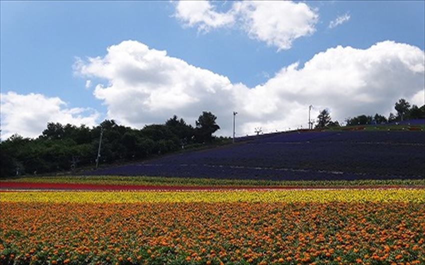 20150126-20-01-furano-hokkaido-lavender