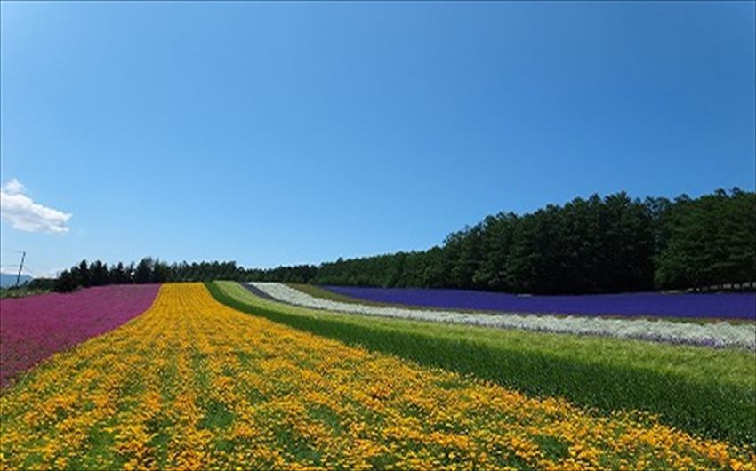 20150126-20-02-furano-hokkaido-lavender