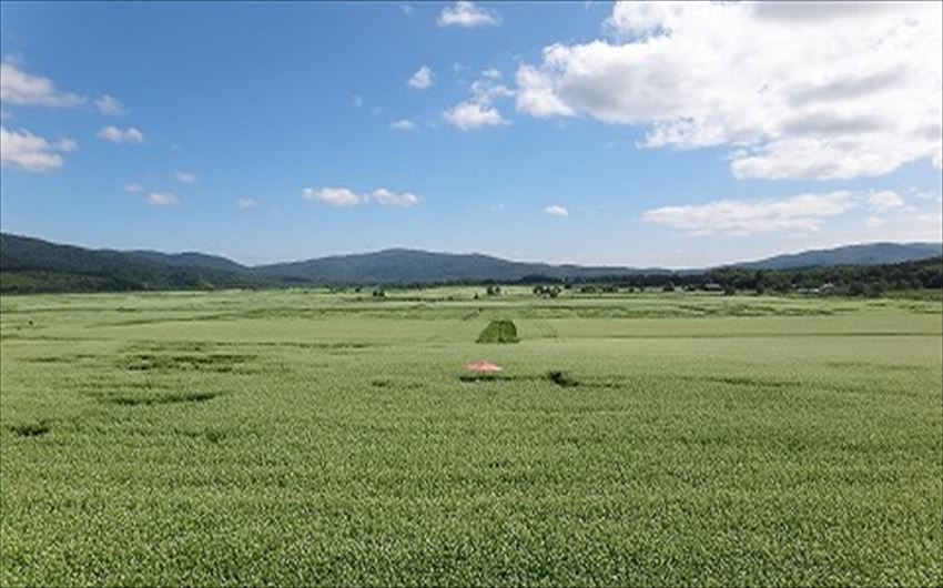 20150126-20-04-furano-hokkaido-lavender