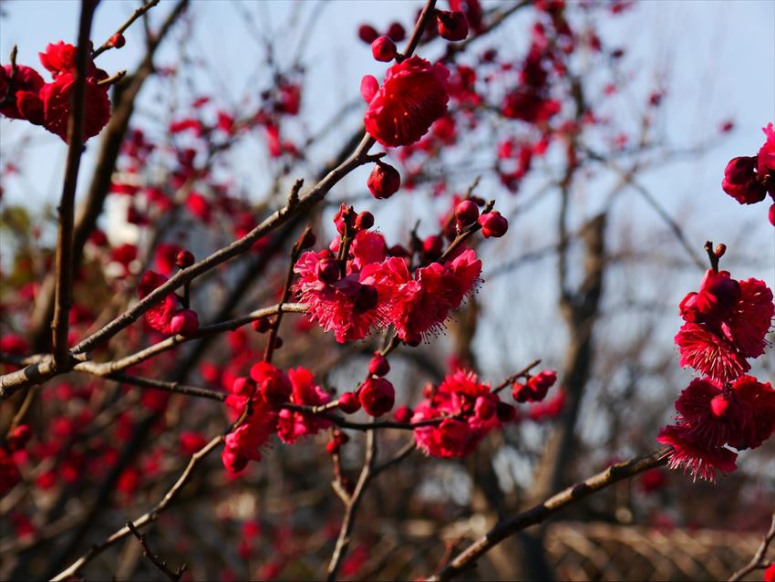 20150407-09-08-Japanese-flowers