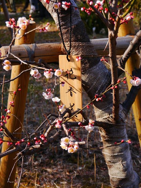 20150407-09-09-Japanese-flowers