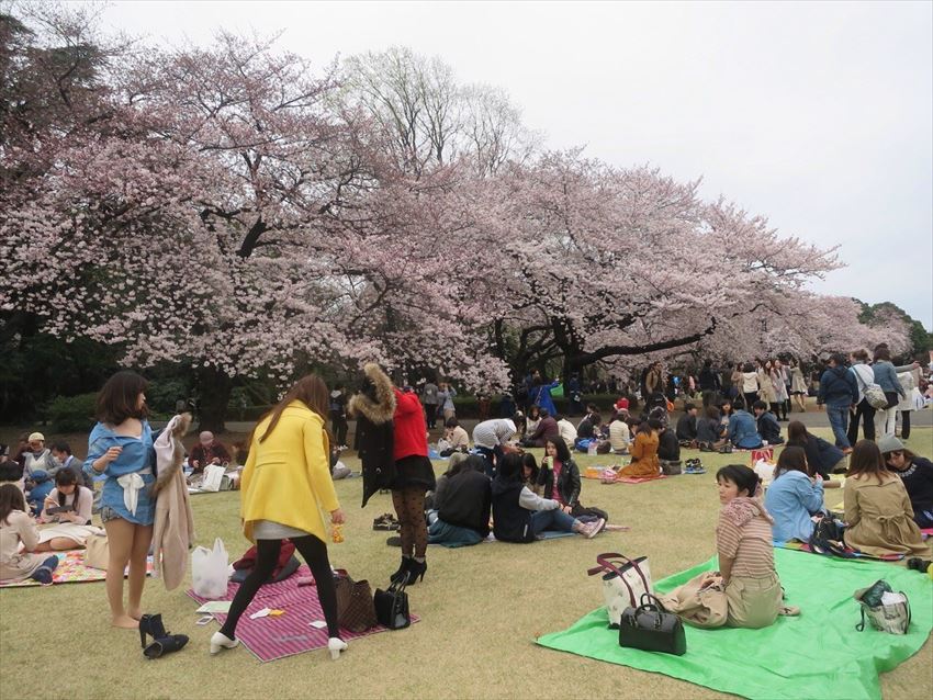 20150429-17-04-HANAMI