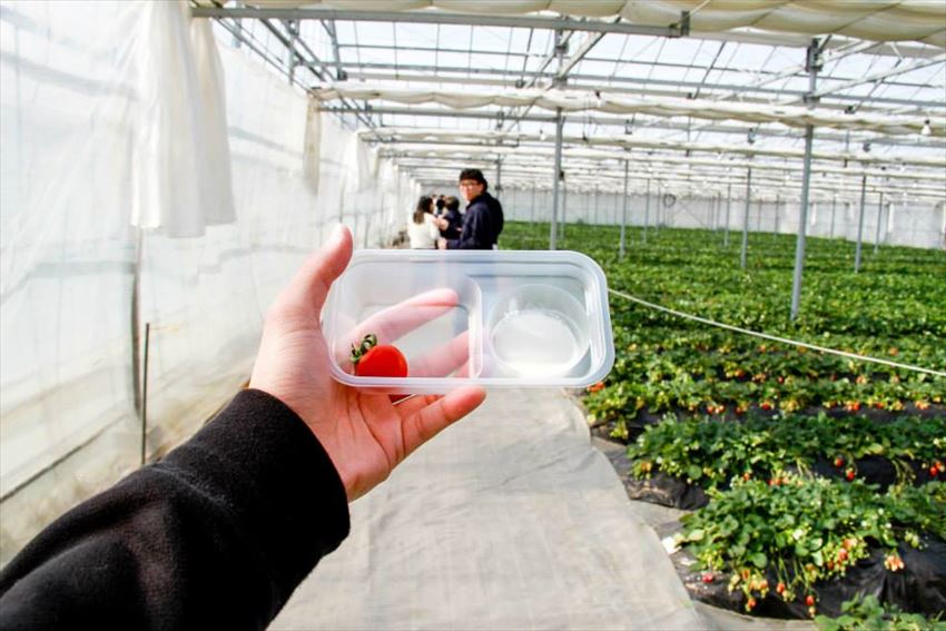 20150504-24-04-Strawberry-Hunting