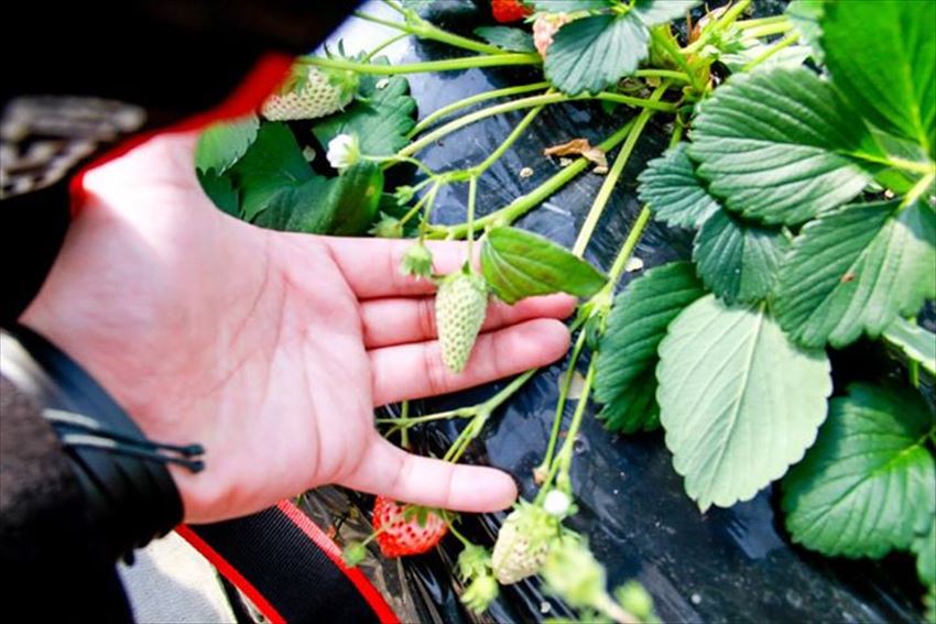 20150504-24-05-Strawberry-Hunting