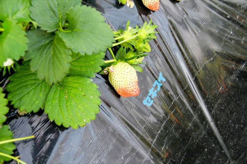 20150504-24-06-Strawberry-Hunting