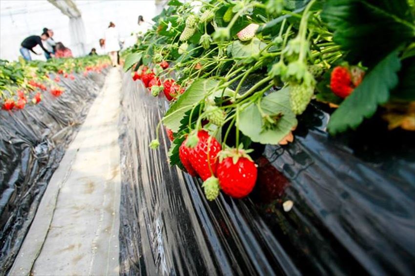 20150504-24-07-Strawberry-Hunting