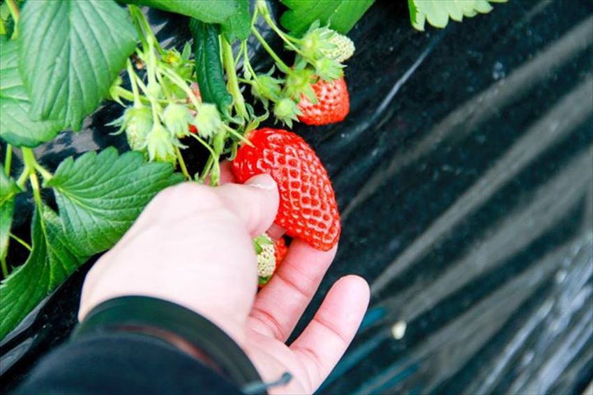 20150504-24-08-Strawberry-Hunting